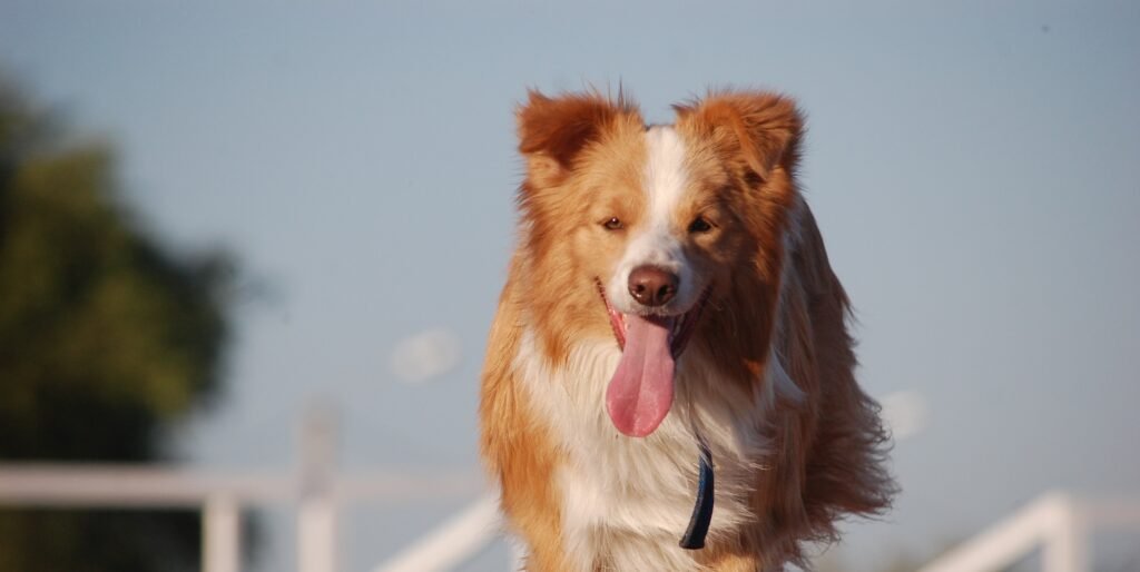 Pampa Kaay Border Collies Argentina