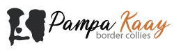 Criadero Border Collie Pampa Kaay