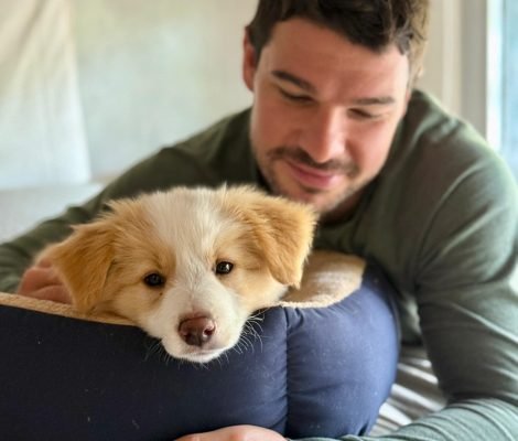 conoce a tu cachorrito