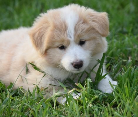 eligue tu cachorrito